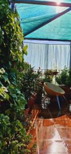 A garden outside Casa de Huespedes Dolce Vita