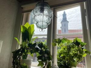 a window with a bunch of plants and a chandelier at Mysig innerstads lägenhet in Visby