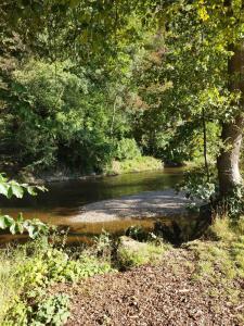 a stream of water with a tree in the foreground at durbuy intimité vintage in Durbuy