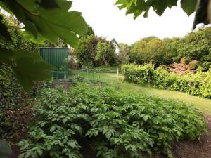 um jardim com um monte de plantas verdes em Robin Hill House Heritage Guest House em Cobh