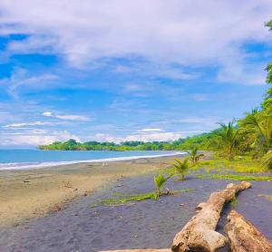 una playa con palmeras y el océano y un tronco en Apartamento Cris, en Puerto Viejo