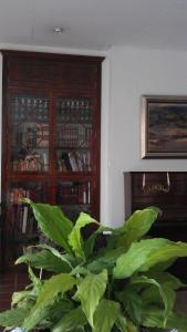 a large green plant in a room with a book shelf at Hotel Maestre in Córdoba