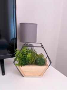 a glass aquarium with plants in it on a table at Trendy Town house - Room 1 in Parkside