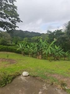 a field with palm trees and a rock in the grass at Quiero finquear in Manizales