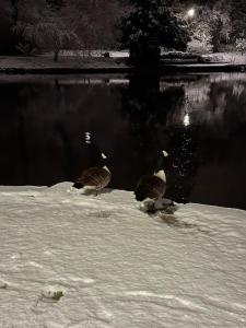 twee eenden die in de sneeuw lopen naast een meer bij Ferienwohnung 303 am Kasinopark in Georgsmarienhütte