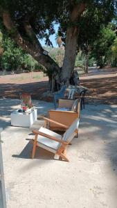 un grupo de bancos de parque sentados bajo un árbol en בית על חוף כנרת, en Tiberíades