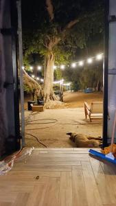 un chien pondant sur le sol devant un bâtiment dans l'établissement בית על חוף כנרת, à Tibériade