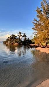 une île dans l'eau avec des palmiers sur une plage dans l'établissement Bungalow Moorea à 50 mètres du lagon, 