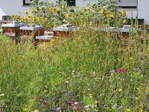 ein Feld aus hoher Wiese mit Tischen und Blumen in der Unterkunft Ferienwohnungen beim Imker in Mössingen