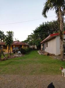 a dog standing in a yard next to a house at Paradise Celeste in Bijagua