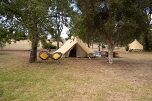 a tent and two chairs in a field with trees at Spicer Caravan Park in Parkes