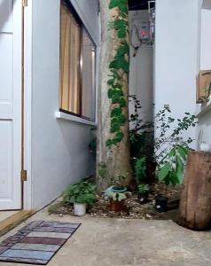 a tree in the corner of a building with a house at Villa Chungos in Quebrada Ganado