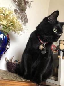 a black cat sitting on a shelf next to a vase at ペット連れ歓迎 女性連れ専用ーotomari MUSUHIータイ古式マッサージや妊産婦ケアが受けられる 源泉掛け流し温泉側の宿 ドッグラン可 in Takamatsu