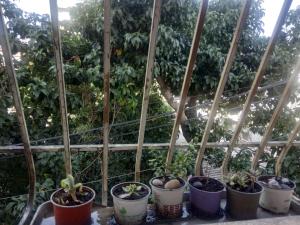 a group of plants in a greenhouse at דירת שי in Rishon LeẔiyyon
