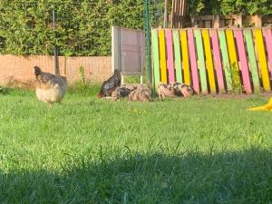 un gruppo di polli seduti sull'erba di Crazy Room a Schladming