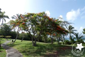 Jardin de l'établissement Studio Ti Karanbol RDC vue mer dans Résidence de Tourisme