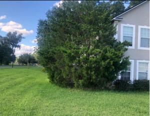 un gran árbol verde frente a una casa en Avalon Stay 7 nights minimum booking en Jacksonville