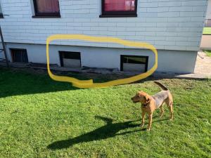 un perro marrón parado en el césped en un patio en Crazy Room en Schladming