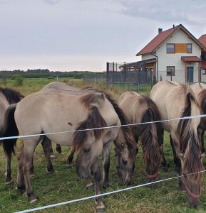 a group of horses grazing in a field behind a fence at Słowińskie Widoki domki Flora, Fauna, noclegi Smołdziński Las in Smołdziński Las