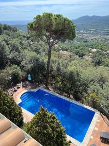 een zwembad in een villa met een boom bij Beautiful villa in Santa Cristina d'Aro in Santa Cristina d'Aro