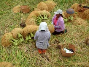 two children sitting in the grass next to bananas at Puri Lumbung Cottages Restaurant & Spa Munduk in Munduk