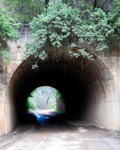 a dark tunnel with a tree hanging over it at Springvale Farm in Nottingham Road