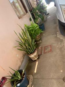 a group of potted plants on the side of a building at Aeropark Residencial(1) in Maputo