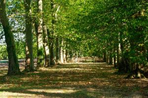 een door bomen omzoomd pad in een park met bomen bij Château de Thouaré in Thouaré-sur-Loire