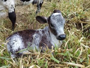 a cow laying in the grass in a field at Rancho Maria Pimenta in Joanópolis