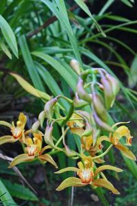 un gruppo di fiori gialli su una pianta di Finca cerca a Cali - Pura Naturaleza - El Carmen, Colombia a Papagalleros