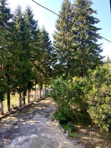 uma estrada de terra com árvores nos lados em anno's house em Zugdidi