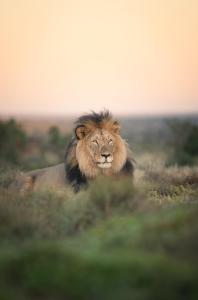 Ein Löwe, der im Gras auf einem Feld liegt in der Unterkunft Kuzuko Lodge in Addo