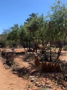 eine Gruppe Lamas auf dem Boden unter Bäumen in der Unterkunft Hostal El Boldal in La Estrella