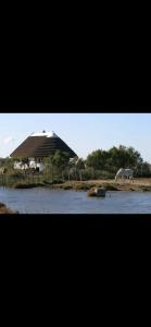 a house and a horse in front of a body of water at Appartement de standing avec terrasse in Saintes-Maries-de-la-Mer