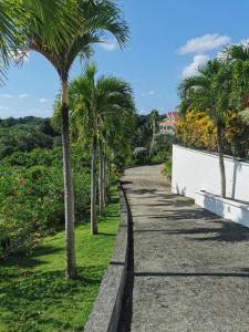 a road with palm trees on the side at Le Colibri d'isa in Capesterre-Belle-Eau