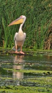 Fotografie z fotogalerie ubytování Casa Badea v destinaci Murighiol