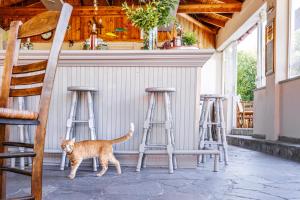an orange cat standing next to two bar stools at Julia Hotel in Fourka