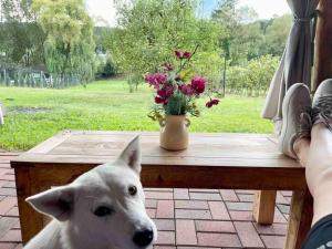Animal sau animale de companie care stau la Grandpa's House in Hateg