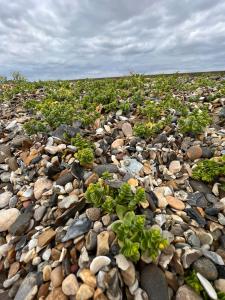 a field of rocks with plants growing on it at Luxurious Three Bedroom Caravan in Jaywick Sands