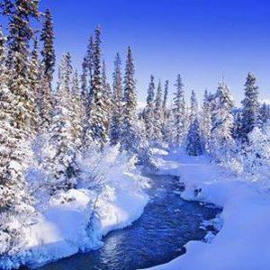 a snow covered forest with a river and trees at Weinesya Sun7 in Beliş