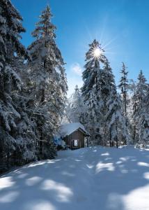 una cabina nella neve con alberi innevati di Ferienwohnung BergPfote - Hund herzlich willkommen a Scheidegg