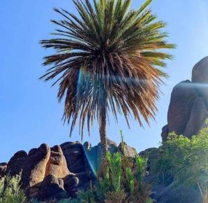 a palm tree sitting on top of a pile of rocks at auberge le SIRWA SALAM in Ouarzazate