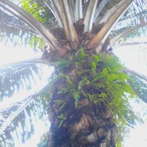 a palm tree with a bunch of leaves on it at Ouidah Lodge in Ouidah