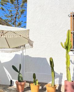 a group of cacti in pots next to a wall at La Posada Coliving in Viña del Mar