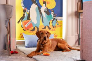 brązowy pies leżący na podłodze z zabawką w obiekcie Bike & Boot Inns Scarborough - Leisure Hotels for Now w Scarborough