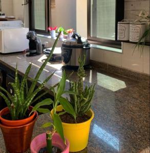 瓜魯雅的住宿－Alma de Maré Hostel，一组盆栽植物坐在柜台上
