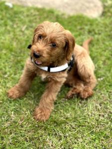 a small brown dog sitting in the grass at Seaside Snug - Gorgeous 2 Bed Seaside Bungalow in Hornsea