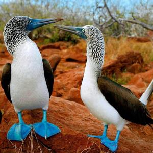 Altri animali domestici presso l'hotel o nei dintorni
