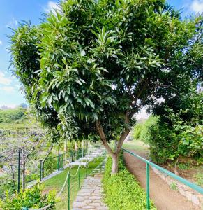 a tree on a stone path next to a fence at Albergo Degli Amici in Monterosso al Mare