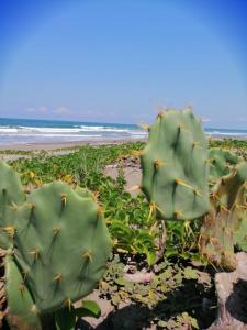 un gran cactus verde en una playa de arena en La Morada, una ventana al golfo - Hotel boutique, en Monte Gordo